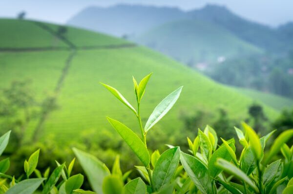 ダイエット中に特茶を飲むべきか？